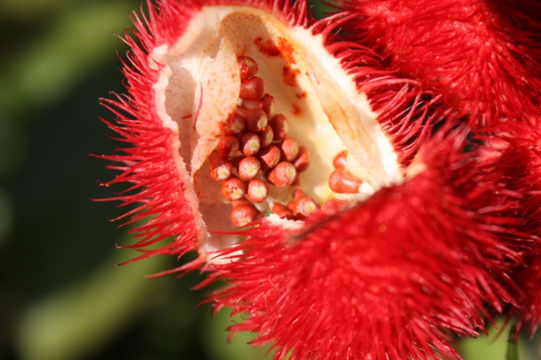 creation site e commerce agence communication paris guayapi fond