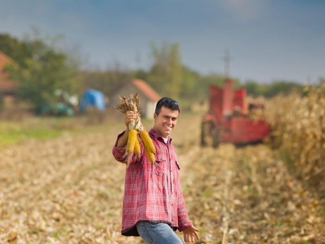 man in corn field