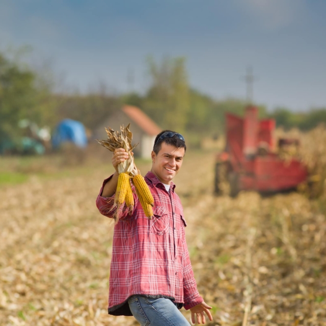 man in corn field