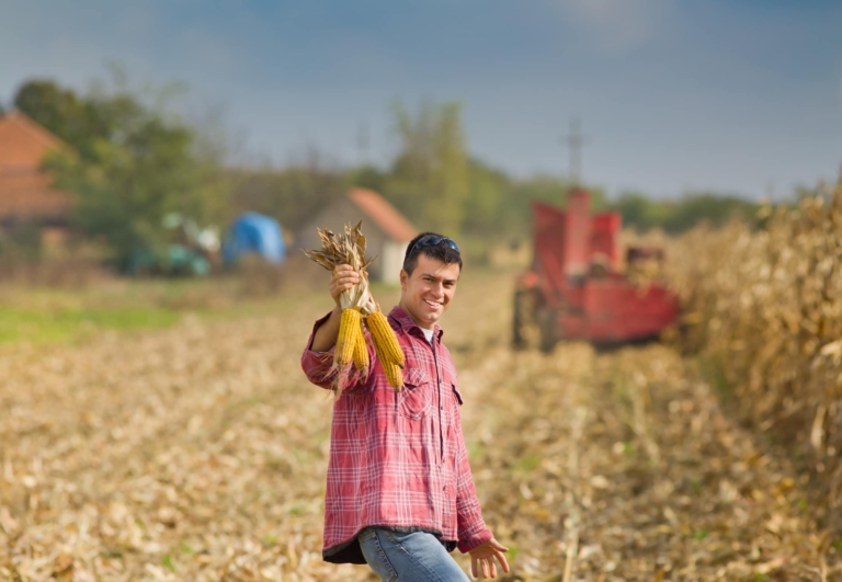 man in corn field