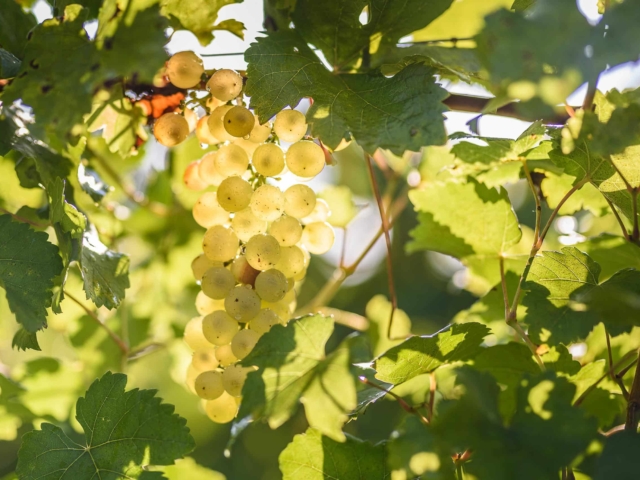 agence de communication landes dax vitaflavan photos 3