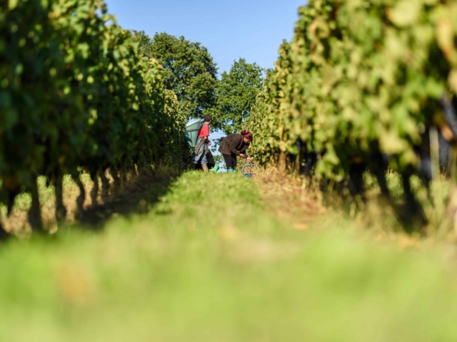 agence de communication landes dax vitaflavan photos 4