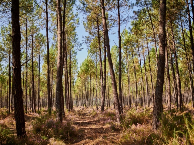 agence communication graphisme site internet redaction oligopin 1