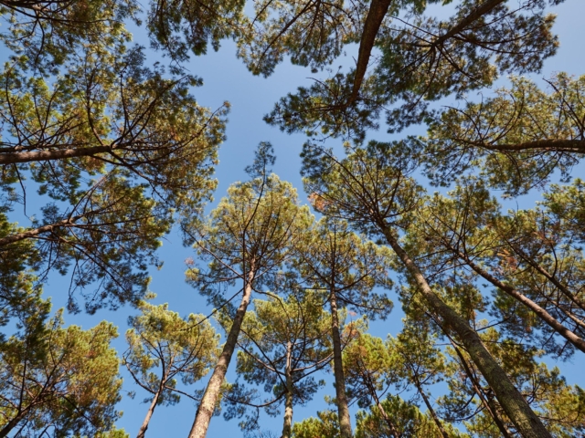 agence de communication landes dax oligopin photos 1